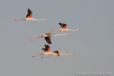 Flamingo - Greater Flamingo - Phoenicopterus roseus