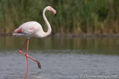 Flamingo - Greater Flamingo - Phoenicopterus roseus