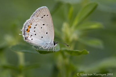 Staartblauwtje - Short-tailed blue -  Cupido argiades