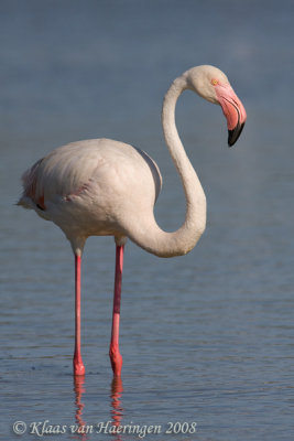 Flamingo - Greater Flamingo - Phoenicopterus roseus