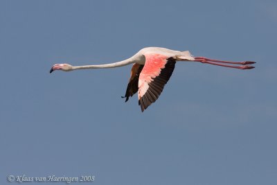 Flamingo - Greater Flamingo - Phoenicopterus roseus