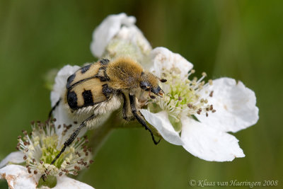 Penseelkever - Bee beetle - Trichius fasciatus