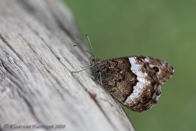 Grote boswachter - Woodland Grayling - Hipparchia fagi