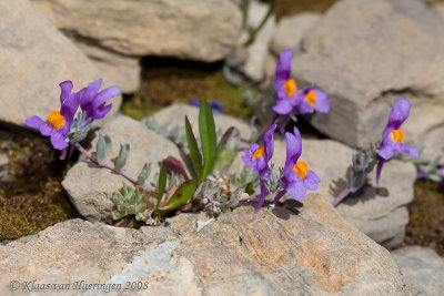 Alpenleeuwenbek - Alpine Toadflax - Linaria alpina