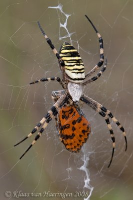 Wespenspin / Wasp Spider