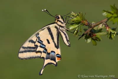 Zuidelijke koninginnepage - Southern Swallowtail - Papilio alexanor