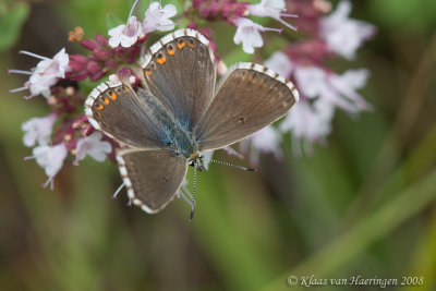 Bleek blauwtje - Chalk-hill Blue - Polyommatus coridon