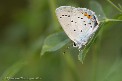 Staartblauwtje - Short-tailed blue -  Cupido argiades