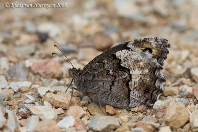 Grote boswachter / Woodland Grayling