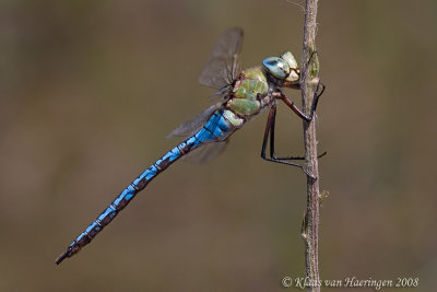 Grote keizerlibel - Emperor Dragonfly - Anax imperator