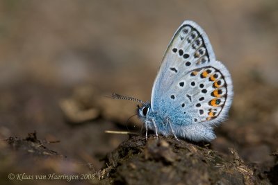 Heideblauwtje - Silver-studded Blue - Plebeius argus