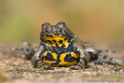 Geelbuikvuurpad / Yellow-bellied Toad