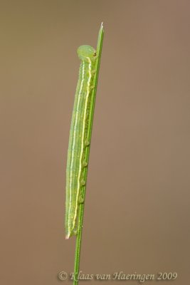 Veenhooibeestje - Large Heath - Coenonympha tullia