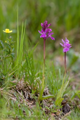 Laplandorchis- Lapland Marsh-orchid - Dacthylorhiza lapponica