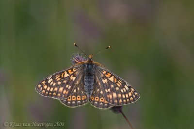Moerasparelmoervlinder - Marsh Fritillary - Euphydryas aurinia debilis