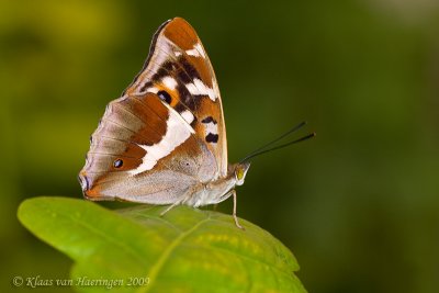 Grote weerschijnvlinder / Purple Emperor