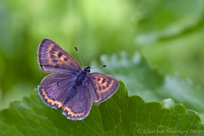 Blauwe vuurvlinder - Violet Copper - Lycaena helle