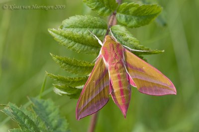 Avondrood / Elephant Hawk-moth