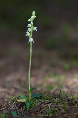 Dennenorchis - Creeping Lady's Tresses - Goodyera repens