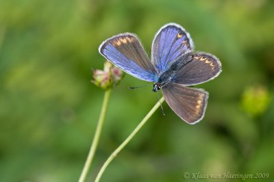 Vals heideblauwtje - Idas Blue - Plebeius idas