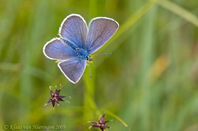 Klaverblauwtje - Mazarine Blue - Polyommatus semiargus