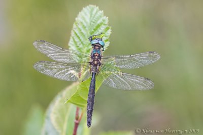 Taigaglanslibel - Alpine Emerald - Somatochlora alpestris