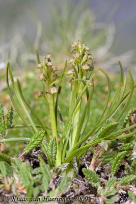 Dwergorchis - False Musk Orchid - Chamorchis alpina