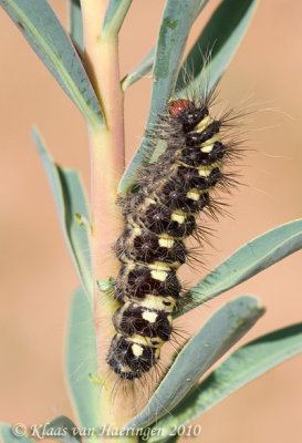 Simyra dentinosa