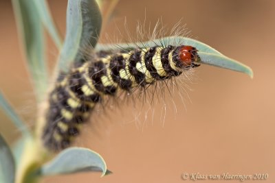 Simyra dentinosa