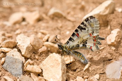 Steppepijpbloemvlinder - Eastern Steppe Festoon - Allancastria deyrollei