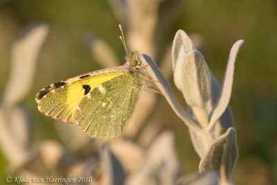 Groen marmerwitje - Greenish Black-tip - Euchloe charlonia
