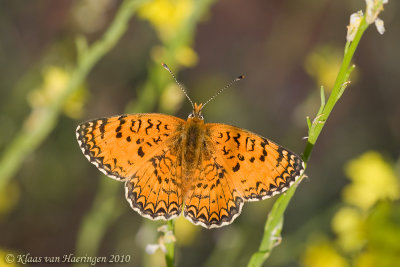 Knoopkruidparelmoervlinder - Knapweed Fritillary - Melitaea phoebe telona