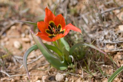 Wilde tulp - Sun's-eye Tulip - Tulipa agenensis