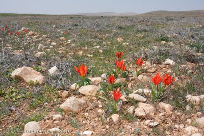 Wilde tulp - Sun's-eye Tulip - Tulipa agenensis