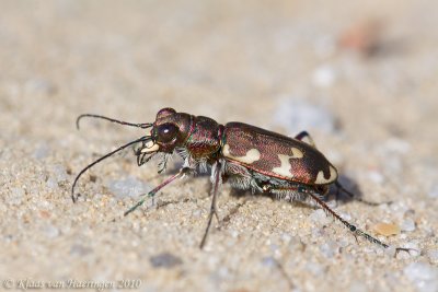 Basterdzandloopkever / Northern Dune Tiger Beetle