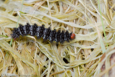 Veldparelmoervlinder - Glanville Fritillary - Melitaea cinxia