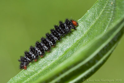 Veldparelmoervlinder - Glanville Fritillary - Melitaea cinxia