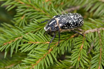 Julikever - Pine Chafer - Polyphylla fullo