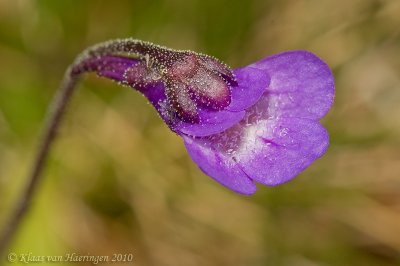 Vetblad - Common Butterwort - Pinguicula vulgaris