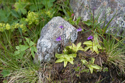 Vetblad - Common Butterwort - Pinguicula vulgaris