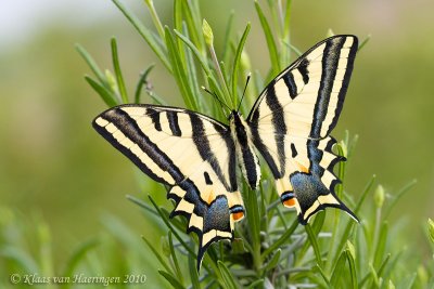 Zuidelijke koninginnepage - Southern Swallowtail - Papilio alexanor maccabaeus