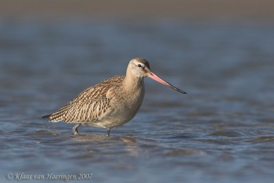 Rosse grutto / Bar-tailed Godwit