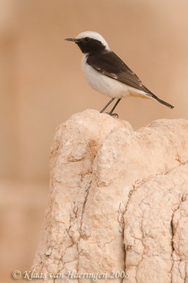 Rouwtapuit - Mourning Wheatear - Oenanthe lugens