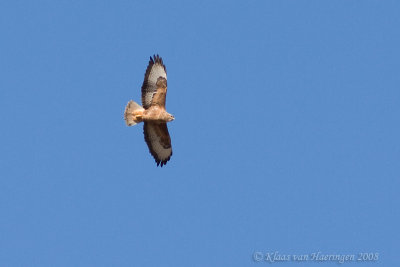 Steppebuizerd - Steppe Buzzard - Buteo buteo vulpinus