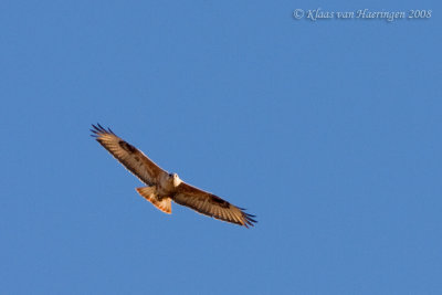 Arendbuizerd - Long-legged Buzzard - Buteo rufinus