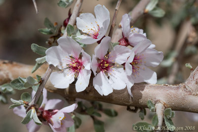 Amandelbloesem / Almond Blossom (Prunus dulcis)