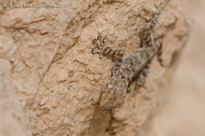 Fan-footed Gecko - Ptyodactylus guttatus
