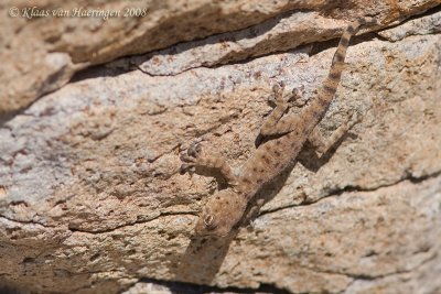 Fan-footed Gecko - Ptyodactylus guttatus