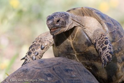 Moorse landschildpad / Spur-thighed Tortoise