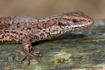 Levendbarende hagedis / Common lizard
